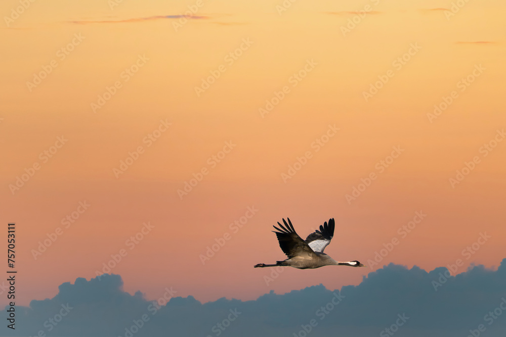 Fototapeta premium Cranes fly in the sky at sunset. Migratory birds on the Darss. Wildlife photo