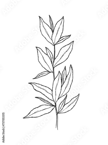 Hand drawn line art minimalist savory illustration. Summer savory. Healing herbs  culinary herbs  aromatherapy plants  herbal tea ingredients and graphic design elements. Organic skincare ingredients.