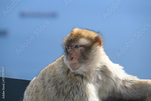 Gibraltar monkey on the Rock of Gibraltar.