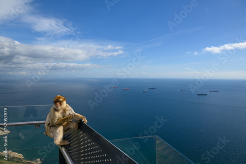 Gibraltar monkey on the Rock of Gibraltar.