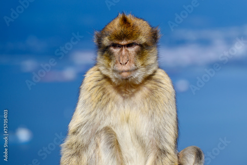 Gibraltar monkey on the Rock of Gibraltar. © Janis Smits