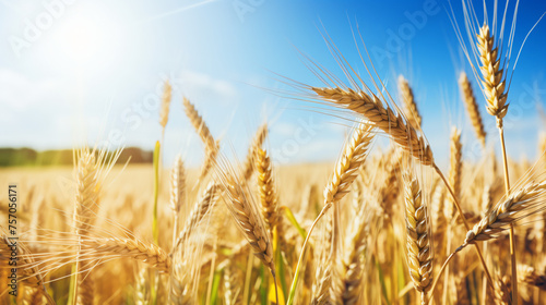 Close up view on wheat field during nice sunny summer