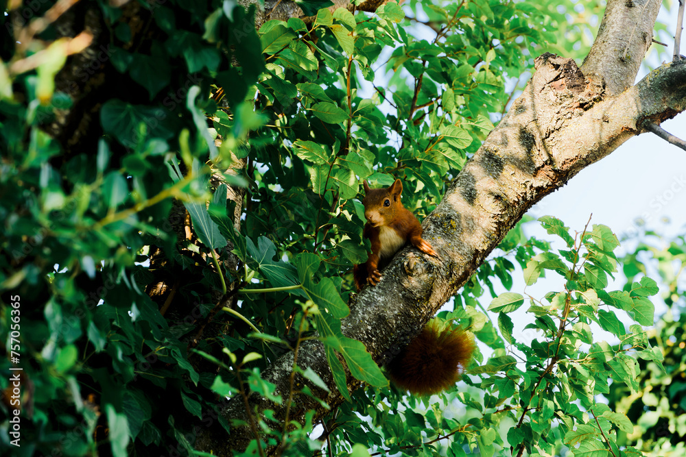 European red squirrel in a walnut tree looks at the lens