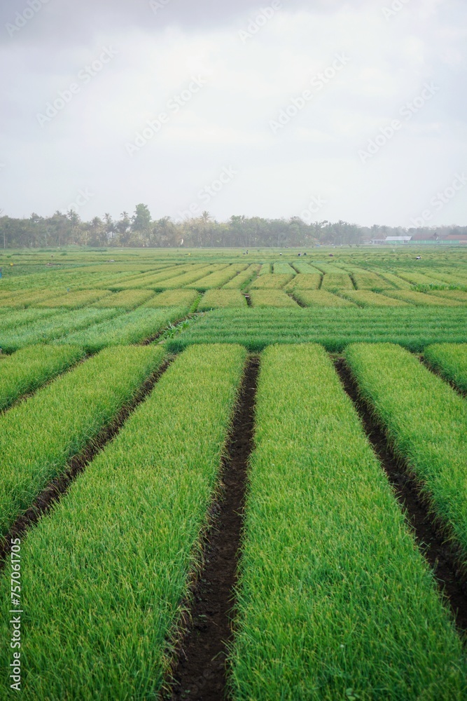 Onion Field at Bantul Yogyakarta Indonesia
