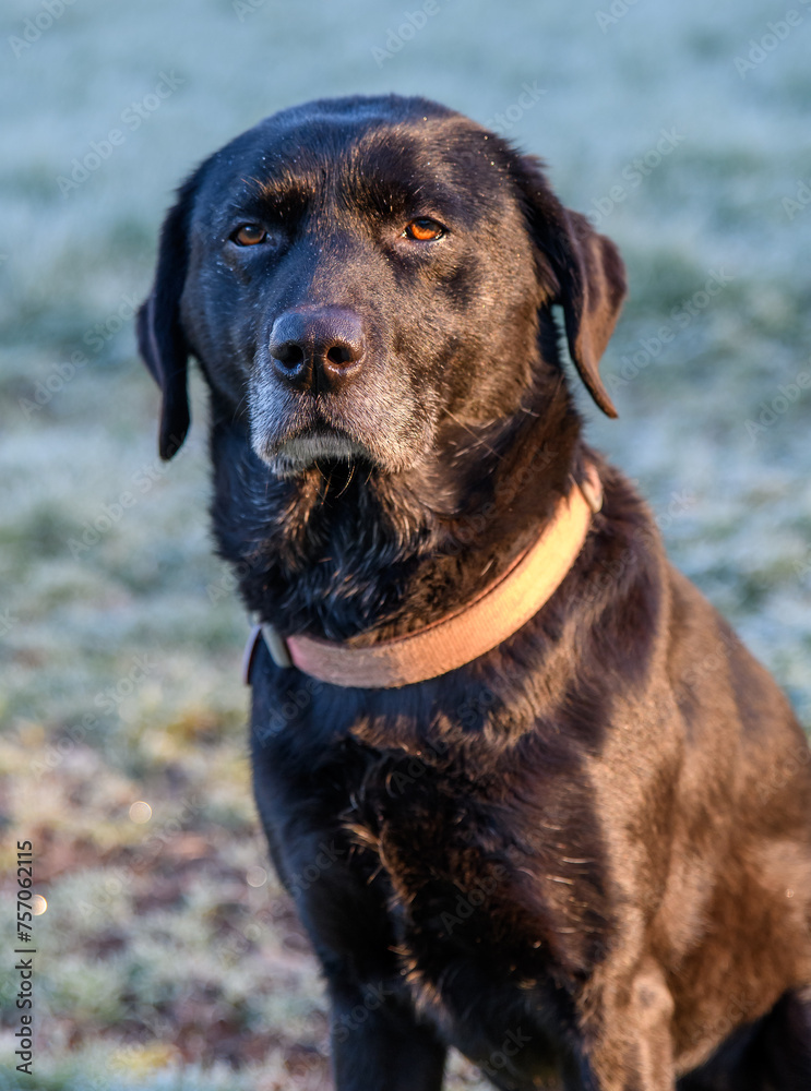Black Labrador dog sat on the frosty grass in springtime. Beautiful dog with shiny coat captured in sunlight, with a forest background. Old working gun dog. Copy space. 