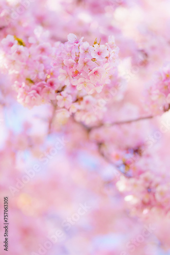 ふんわり桜 © 裕司 小野寺