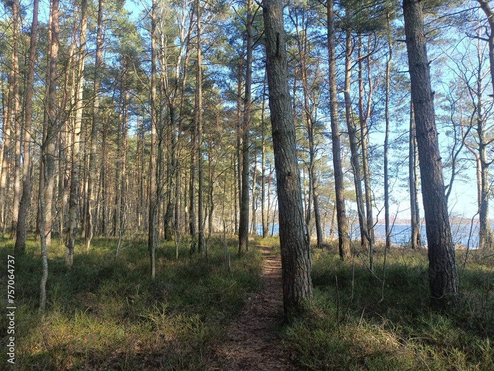 Rekyva forest during sunny summer day. Pine and birch tree woodland. Blueberry bushes are growing in woods. Sunny day without any clouds. Nature. Rekyvos miskas. Rekyva forest during sunny summer day. Pine and birch tree woodland. Blueberry bushes are growing in woods. Sunny day without any clouds. Nature. Rekyvos miskas.