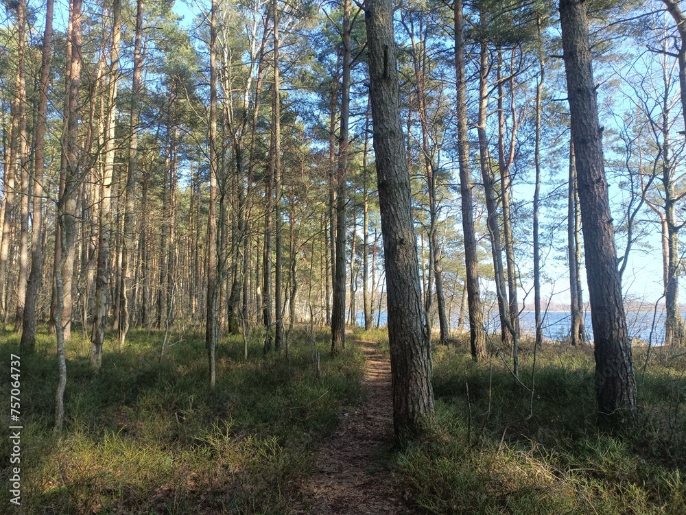 Rekyva forest during sunny summer day. Pine and birch tree woodland. Blueberry bushes are growing in woods. Sunny day without any clouds. Nature. Rekyvos miskas.