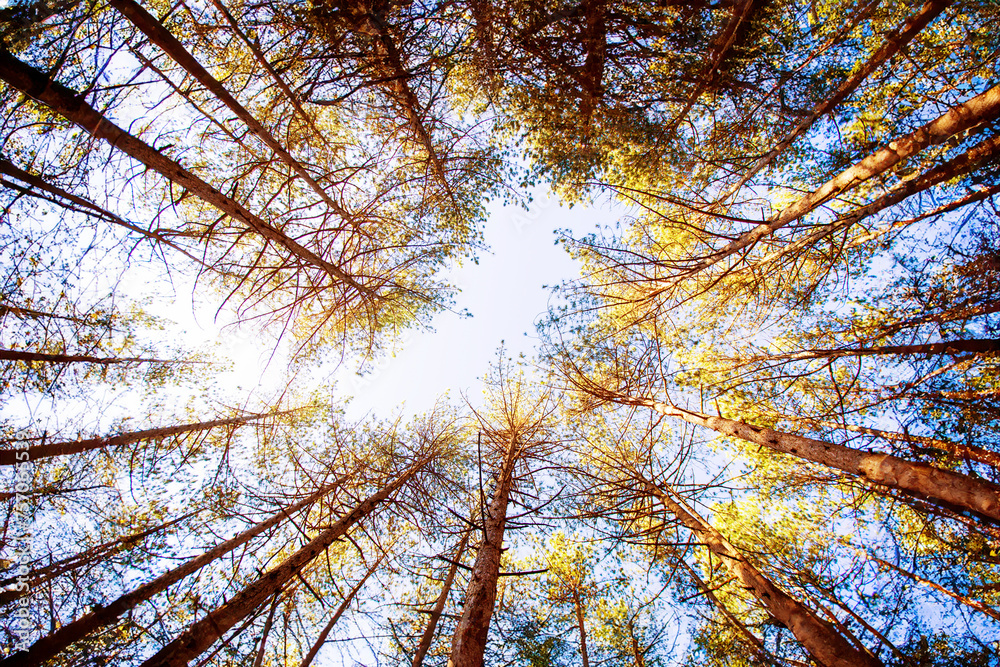 Fototapeta premium Breathtaking view of a pine tree forest captured from a low angle on a bright day, showcasing the beauty of nature.
