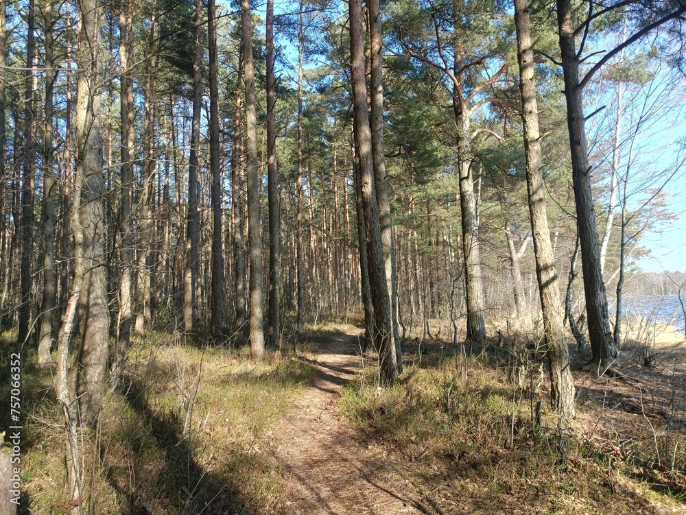 Rekyva forest during sunny summer day. Pine and birch tree woodland. Blueberry bushes are growing in woods. Sunny day without any clouds. Nature. Rekyvos miskas. Rekyva forest during sunny summer day. Pine and birch tree woodland. Blueberry bushes are growing in woods. Sunny day without any clouds. Nature. Rekyvos miskas.