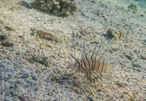 little radia firefish hovering close the seabed  during snorkeling
