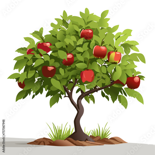 Apple tree with fruit, summer time. Illustration vector, 10 eps
