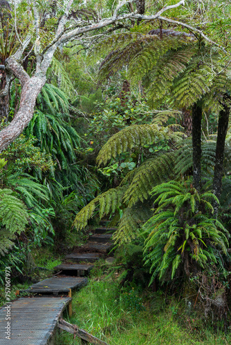 Weg zum Aussichtspunkt le trou de fer, Forêt de Bébour, Reunion, Frankreich