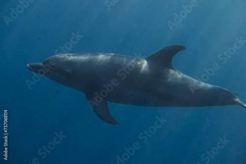 single playful dolphin in deep blue water with sunrays during diving