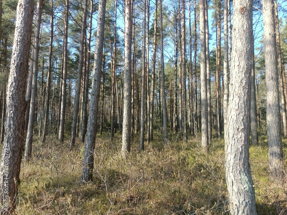 Rekyva forest during sunny summer day. Pine and birch tree woodland. Blueberry bushes are growing in woods. Sunny day without any clouds. Nature. Rekyvos miskas. Rekyva forest during sunny summer day. Pine and birch tree woodland. Blueberry bushes are growing in woods. Sunny day without any clouds. Nature. Rekyvos miskas.