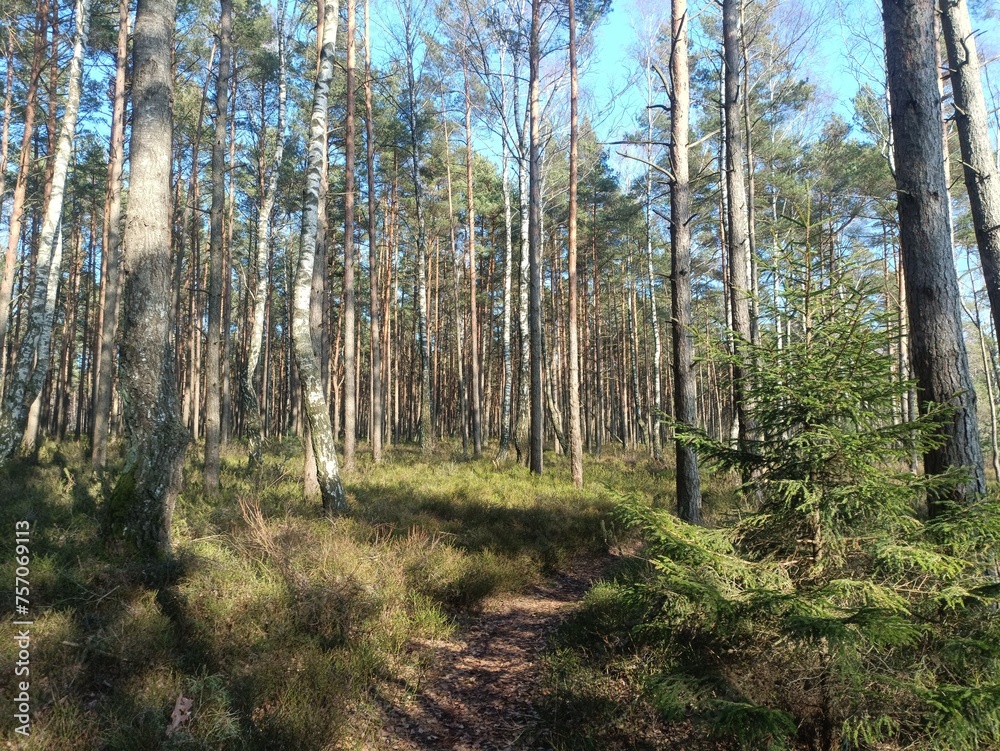 Rekyva forest during sunny summer day. Pine and birch tree woodland. Blueberry bushes are growing in woods. Sunny day without any clouds. Nature. Rekyvos miskas. Rekyva forest during sunny summer day. Pine and birch tree woodland. Blueberry bushes are growing in woods. Sunny day without any clouds. Nature. Rekyvos miskas.