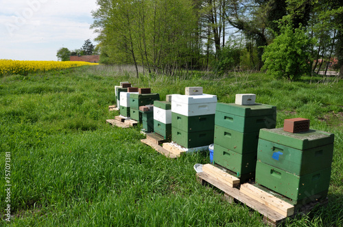 Bienenstöcke auf dem Land: Lebende Bienenvölker von Honigbienen vom Imker im Grünen. © CSschmuck