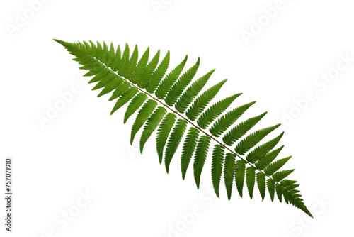 Green Fern Leaf on isolated