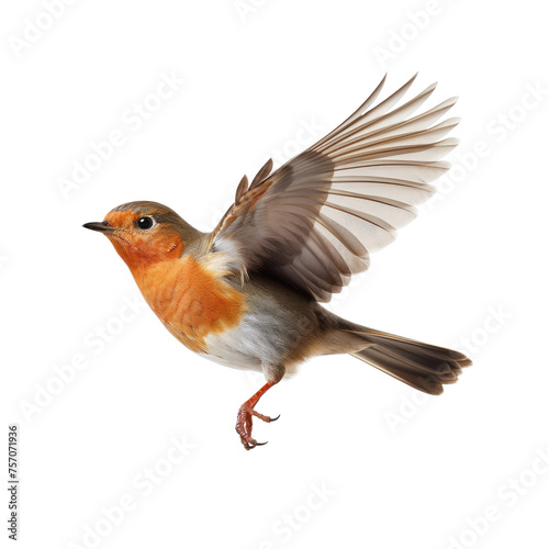 Robin in Flight Isolated on White Background © Tony A