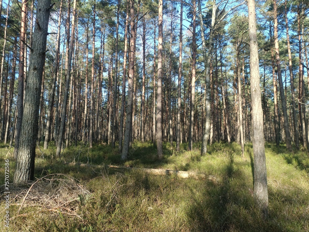 Rekyva forest during sunny summer day. Pine and birch tree woodland. Blueberry bushes are growing in woods. Sunny day without any clouds. Nature. Rekyvos miskas. Rekyva forest during sunny summer day. Pine and birch tree woodland. Blueberry bushes are growing in woods. Sunny day without any clouds. Nature. Rekyvos miskas.