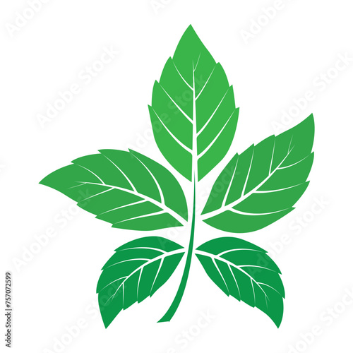 leaf logo vector © Ida