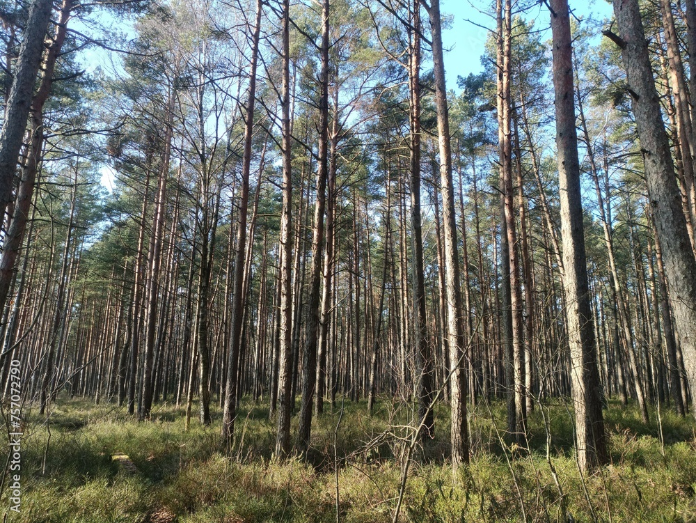 Rekyva forest during sunny summer day. Pine and birch tree woodland. Blueberry bushes are growing in woods. Sunny day without any clouds. Nature. Rekyvos miskas.