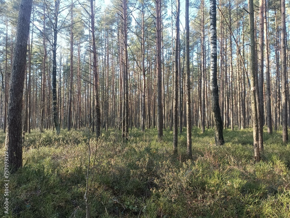 Rekyva forest during sunny summer day. Pine and birch tree woodland. Blueberry bushes are growing in woods. Sunny day without any clouds. Nature. Rekyvos miskas. Rekyva forest during sunny summer day. Pine and birch tree woodland. Blueberry bushes are growing in woods. Sunny day without any clouds. Nature. Rekyvos miskas.