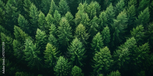Green forest background. Top view of the coniferous forest.