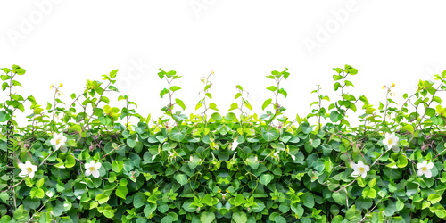 creeper with spring season flowers, isolated on transparent background