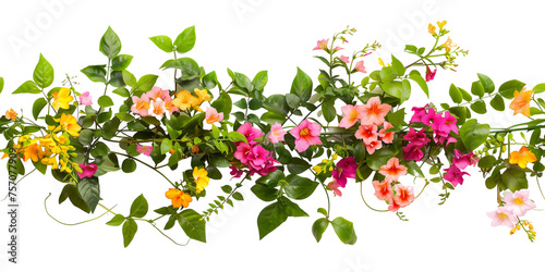 Wallpaper Mural creeper with spring season flowers, isolated on transparent background Torontodigital.ca