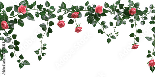 creeper with rose flowers, isolated on transparent background