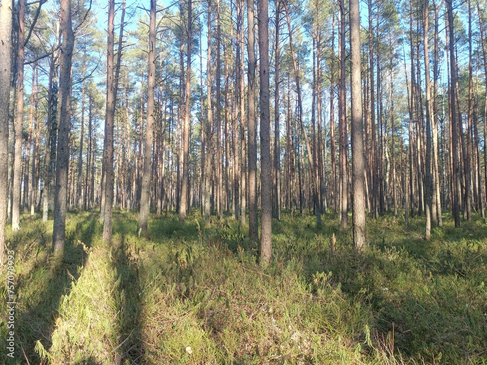 Rekyva forest during sunny summer day. Pine and birch tree woodland. Blueberry bushes are growing in woods. Sunny day without any clouds. Nature. Rekyvos miskas. Rekyva forest during sunny summer day. Pine and birch tree woodland. Blueberry bushes are growing in woods. Sunny day without any clouds. Nature. Rekyvos miskas.