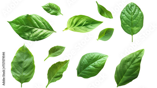 Set of fresh green leaves isolated on transparent background