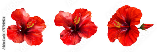 Set of tropical red hibiscus flowers isolated on transparent background