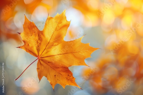 Beautiful orange autumn maple leaf close up in natural park with soft focus in sunlight.