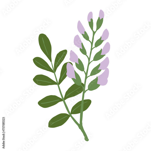 甘草のイラスト