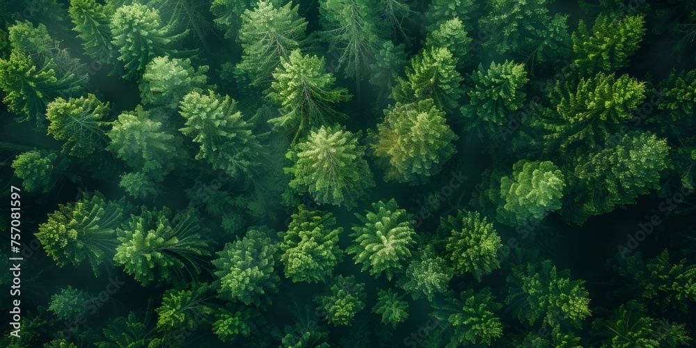Aerial view of a lush green forest canopy