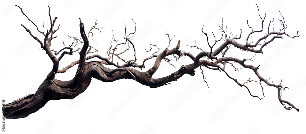 Dry twisted jungle branch isolated on transparent background Dry twisted jungle branch isolated on transparent background