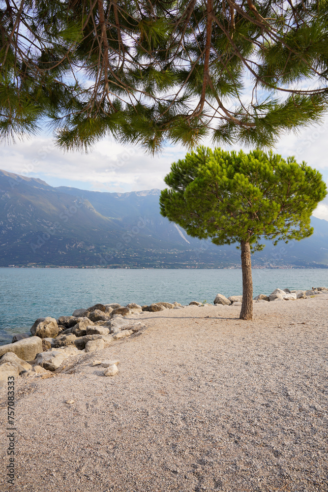 Baum an Gardasee