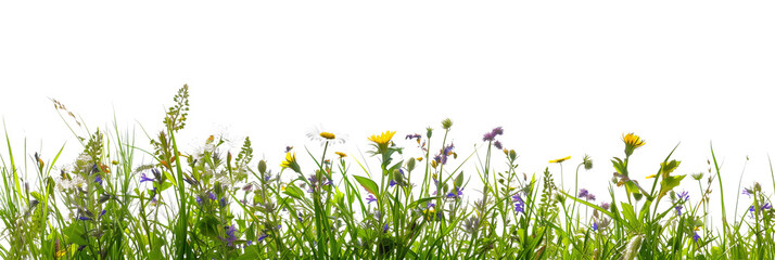 grass border with wildflowers isolated on transparent background