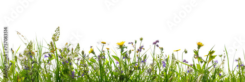 grass border with wildflowers isolated on transparent background
