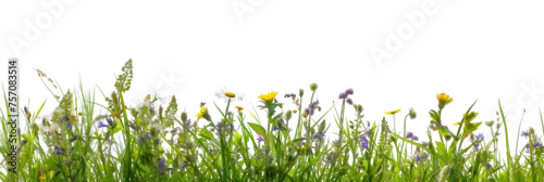 Obraz  z motywem grass border with wildflowers isolated on transparent background