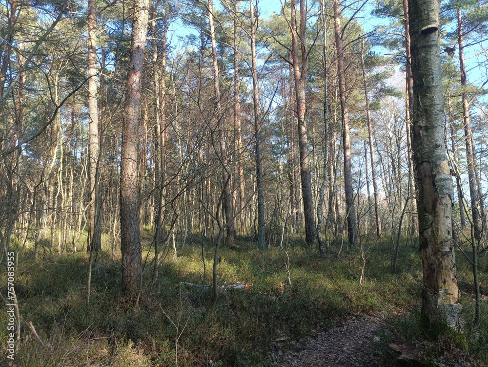 Rekyva forest during sunny summer day. Pine and birch tree woodland. Blueberry bushes are growing in woods. Sunny day without any clouds. Nature. Rekyvos miskas. Rekyva forest during sunny summer day. Pine and birch tree woodland. Blueberry bushes are growing in woods. Sunny day without any clouds. Nature. Rekyvos miskas.