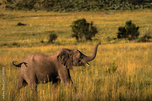 Baby Elephant South Africa