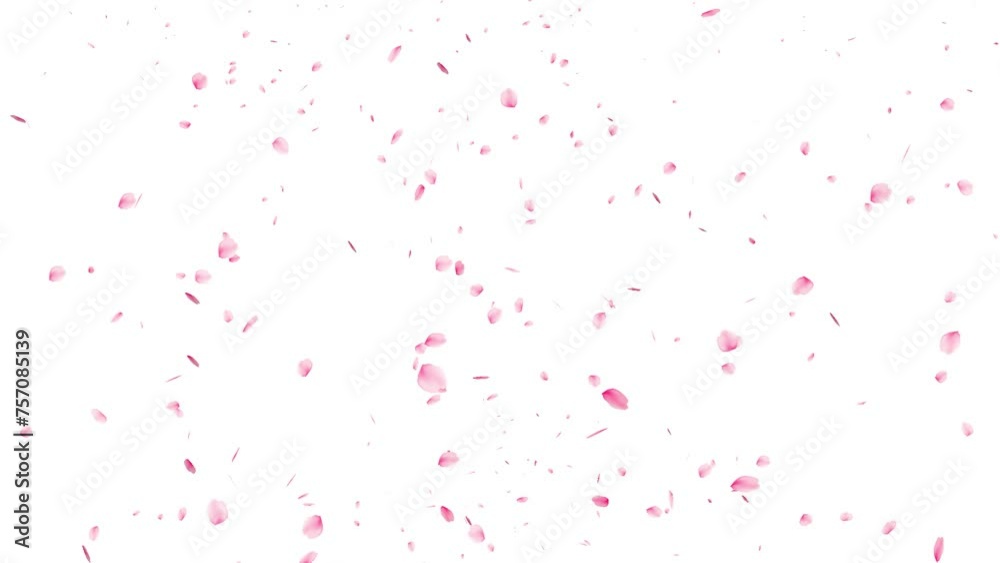falling cherry blossom petals animation with transparent background falling cherry blossom petals animation with transparent background