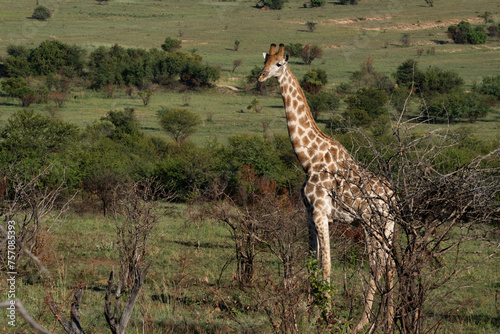 Canvas Print Giraffe in Pilanesberg