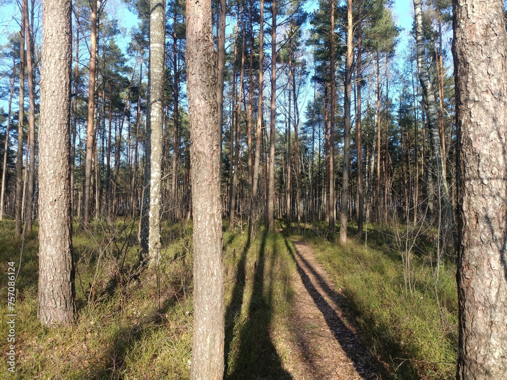 Rekyva forest during sunny summer day. Pine and birch tree woodland. Blueberry bushes are growing in woods. Sunny day without any clouds. Nature. Rekyvos miskas. Rekyva forest during sunny summer day. Pine and birch tree woodland. Blueberry bushes are growing in woods. Sunny day without any clouds. Nature. Rekyvos miskas.