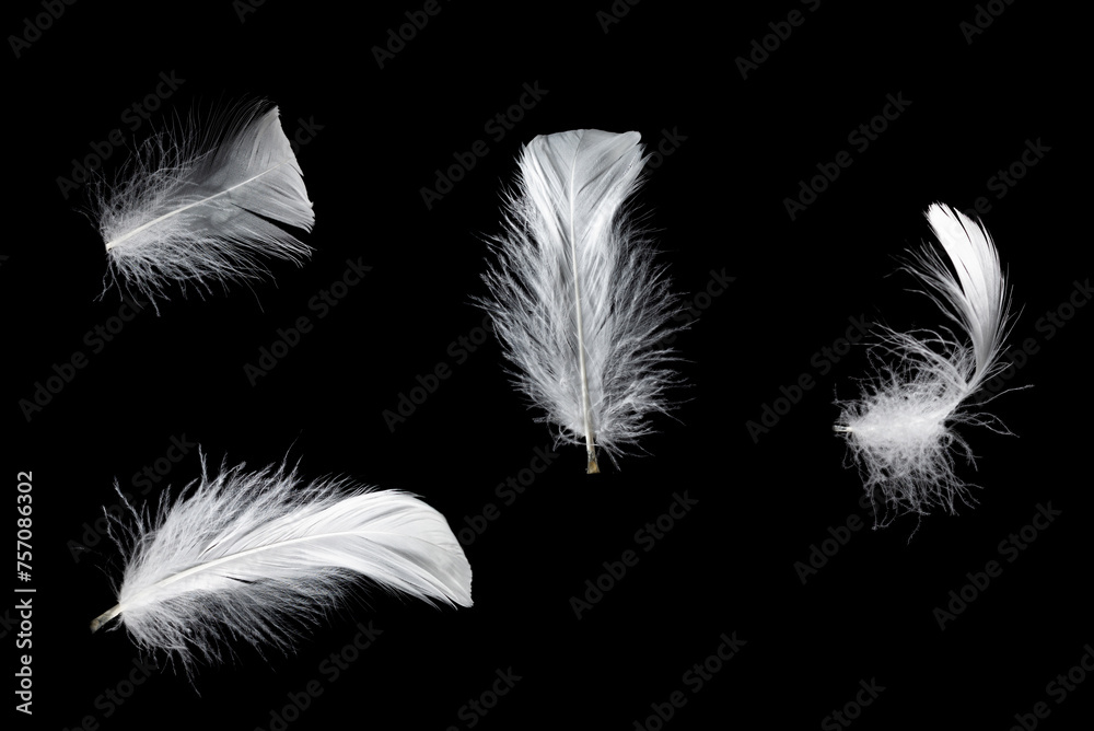 Obraz premium White feather isolated on a black background.