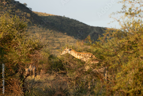 Giraffe landscape