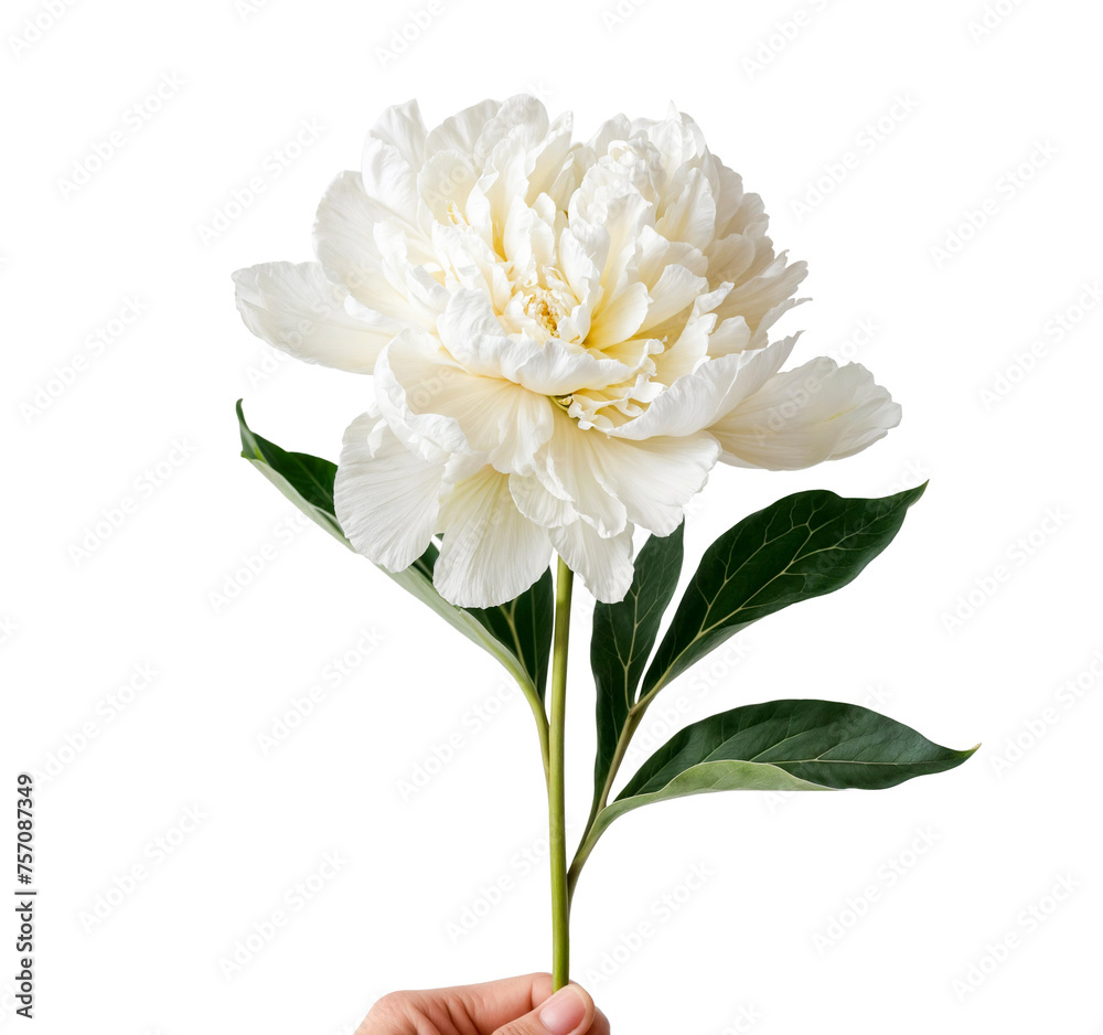 Elegant White Peony with Green Leaves on Transparent Background